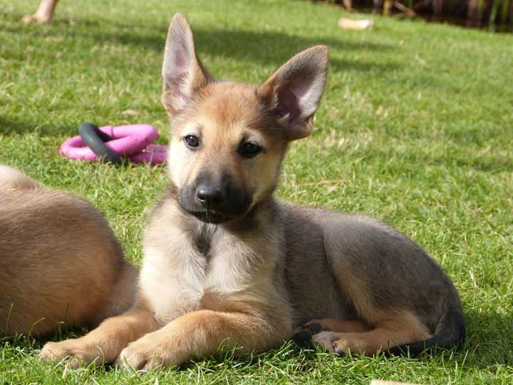 chinook dog